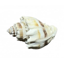 Shell