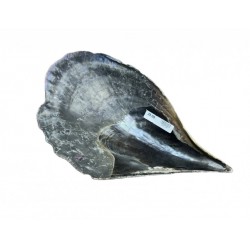 Shell