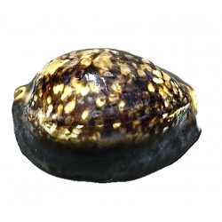Cypraea shell