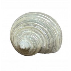 Turbo shell