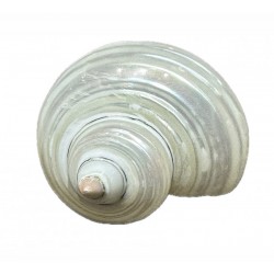 Turbo shell