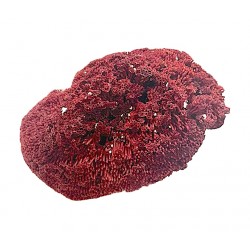 Madrepora coral
