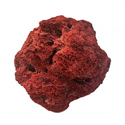 Madrepora coral