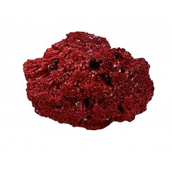 Madrepora coral