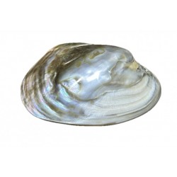 Mussel giant shell