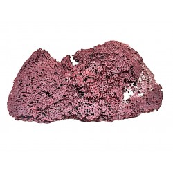 Corallo madrepora tubipora