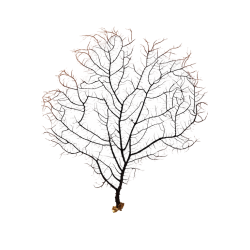 Corallo gorgonia nera