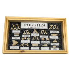 Fossili di squalo