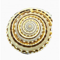 Conchiglia architettonica