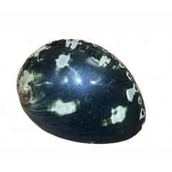 Haliotis shell