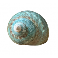 Conchiglia turbo