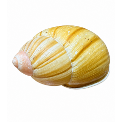 conchiglia lumaca Achatina...