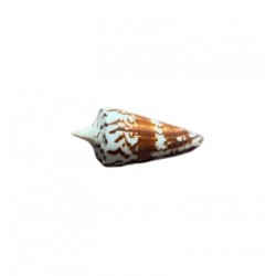 conus generali Shell