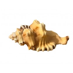 Conchiglia