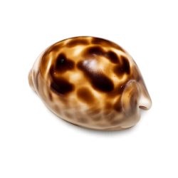 Cypraea Zoila thersites