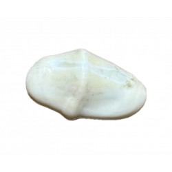Ciprea moneta anomala