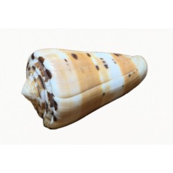 Conchiglia Conus barthelemyi