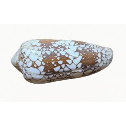 Conchiglia Conus baochauae