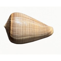 Conchiglia Conus figulinus
