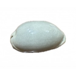 Conchiglia cyprea Eglantina