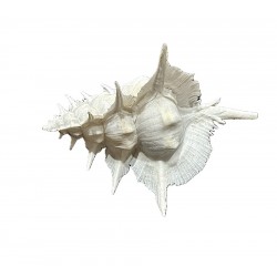 Conchiglia Murex alabaster