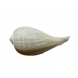 Conchiglia ficus gracilis