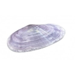 Conchiglia mussel