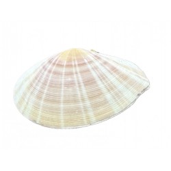 Conchiglia mussel
