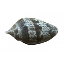 Conchiglia voluta Lapponia