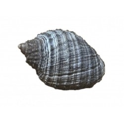 Conchiglia thais haemastoma
