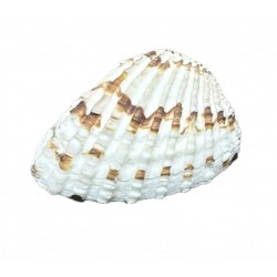 conchiglia arka
