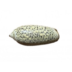 conchiglia Oliva