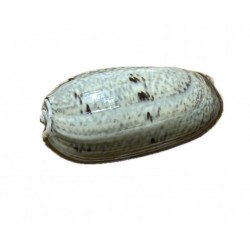 conchiglia oliva