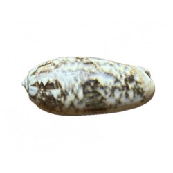 conchiglia oliva