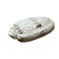 oliva gastropoda