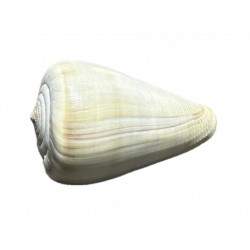 conchiglia conus