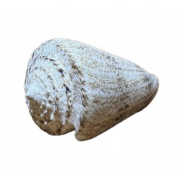 conchiglia conus