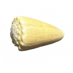 conchiglia conus