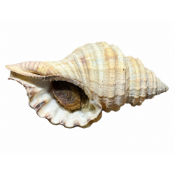 Conchiglia cimazium napoletano