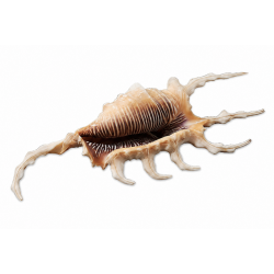 Conchiglia Lambis Scorpius