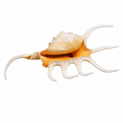 Conchiglia Lambis Crocada