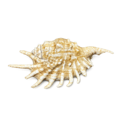 Conchiglia lambis Millepiedi