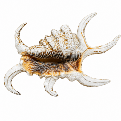 Conchiglia lambis rugosa