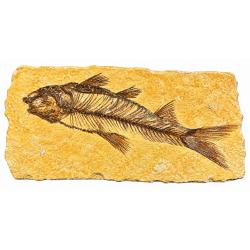 Pesce fossile
