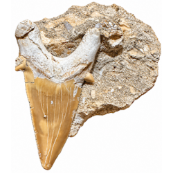 Dente squalo fossile