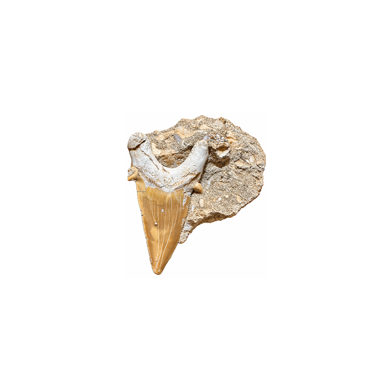 Dente di squalo fossile