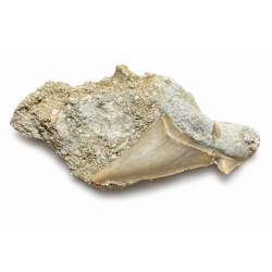 Dente squalo fossile