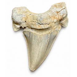 Dente squalo fossile