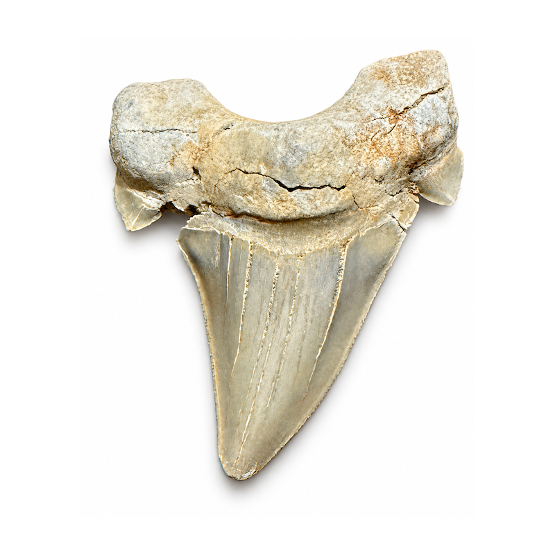 Dente di squalo fossile