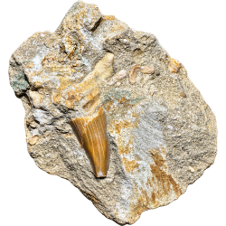 Dente squalo fossile